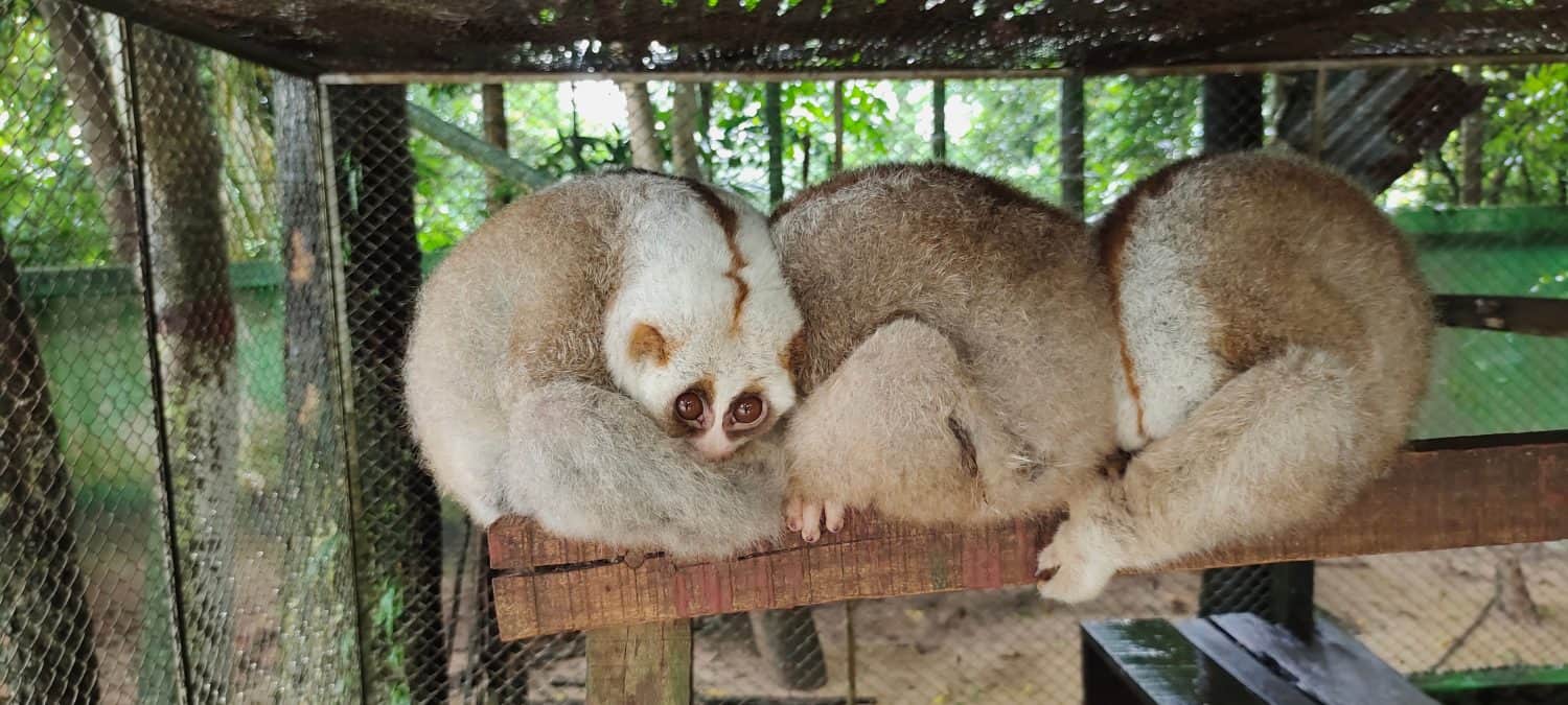 Three Bengal  slow loris in a cage after rescue. Endangered species : Nycticebus bengalensis,  native to the Indian subcontinent and Indochina. Selective focus and blurred background.