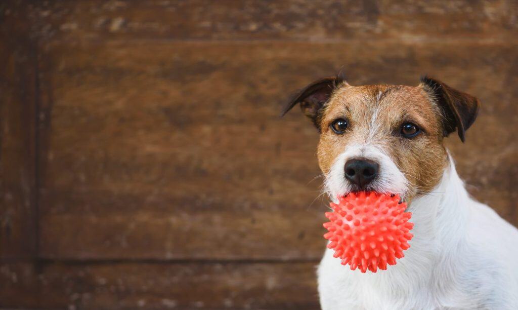 Dog holding pet toy ball on wooden background