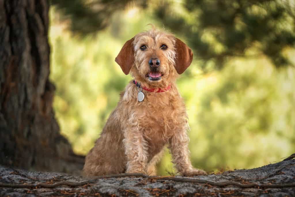 Basset Fauve de Bretagne dog looking directly at the camera at the forest