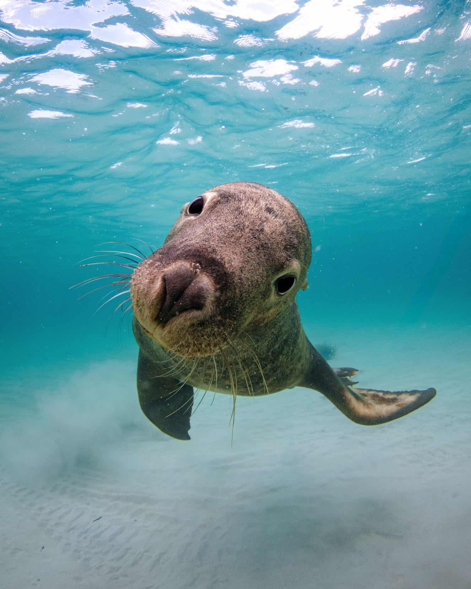 A funny sea lion under the ocean