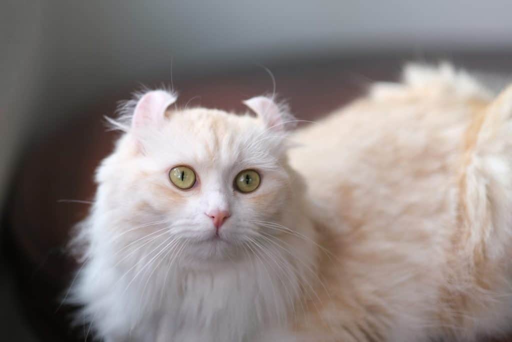 Cream colored American Curl cat is lying on the table and looking out of the house.