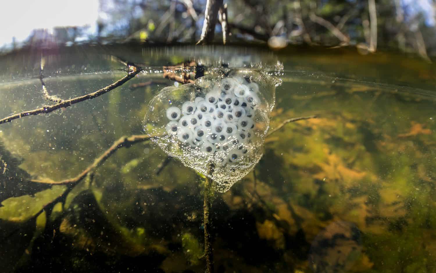 Underwater image of spotted salamander eggs from massachusetts