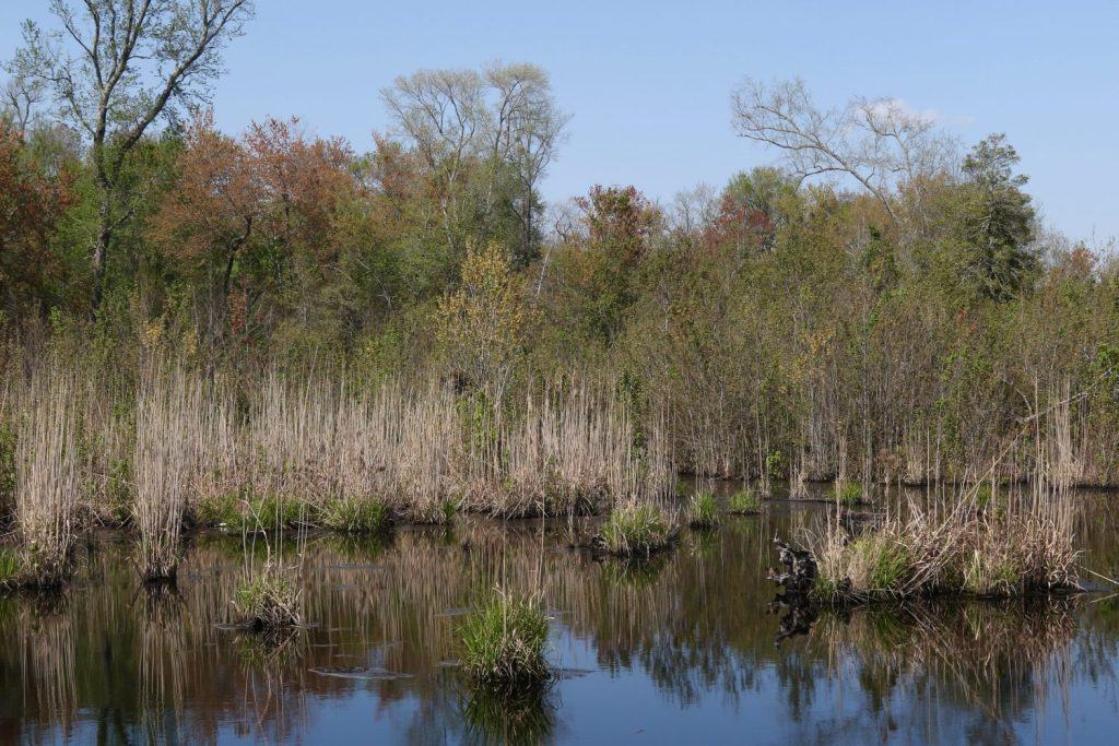 Typical landscape at Great Dismal Swamp National Wildlife Refuge, Virginia