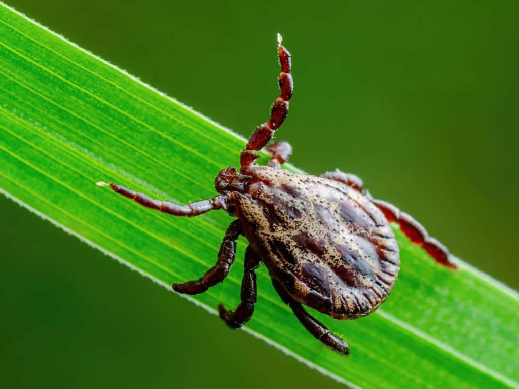 Encephalitis Tick Insect Crawling on Grass. Lyme Borreliosis Disease, Encephalitis, DTV or Powassan Virus Infectious Dermacentor Tick Arachnid Parasite Macro.