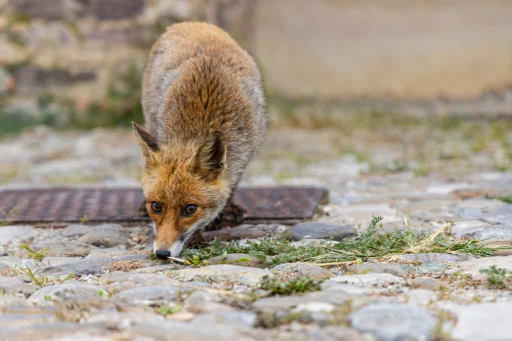 Wild fox looking for food in a city area. Belo disheveled and curious moves through the streets.