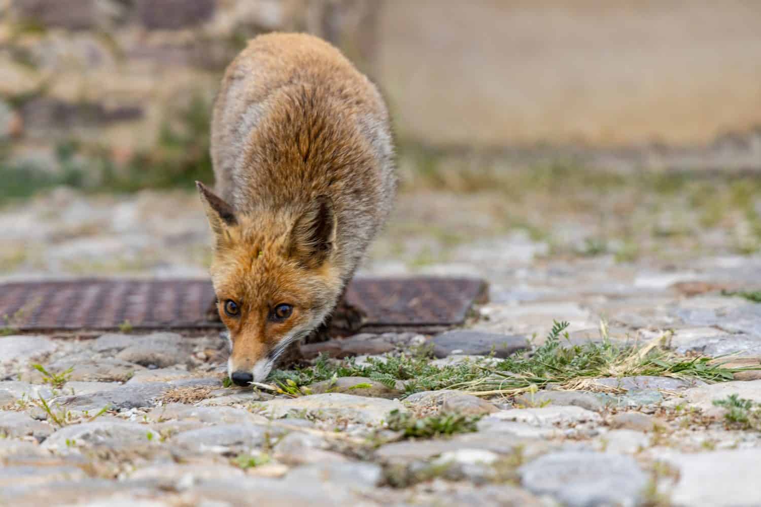 Wild fox looking for food in a city area. Belo disheveled and curious moves through the streets.