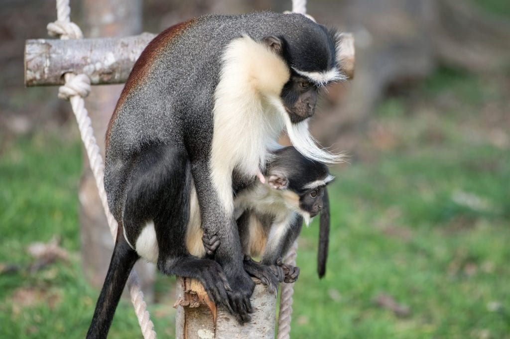 Baby Roloway Monkey with its Parent