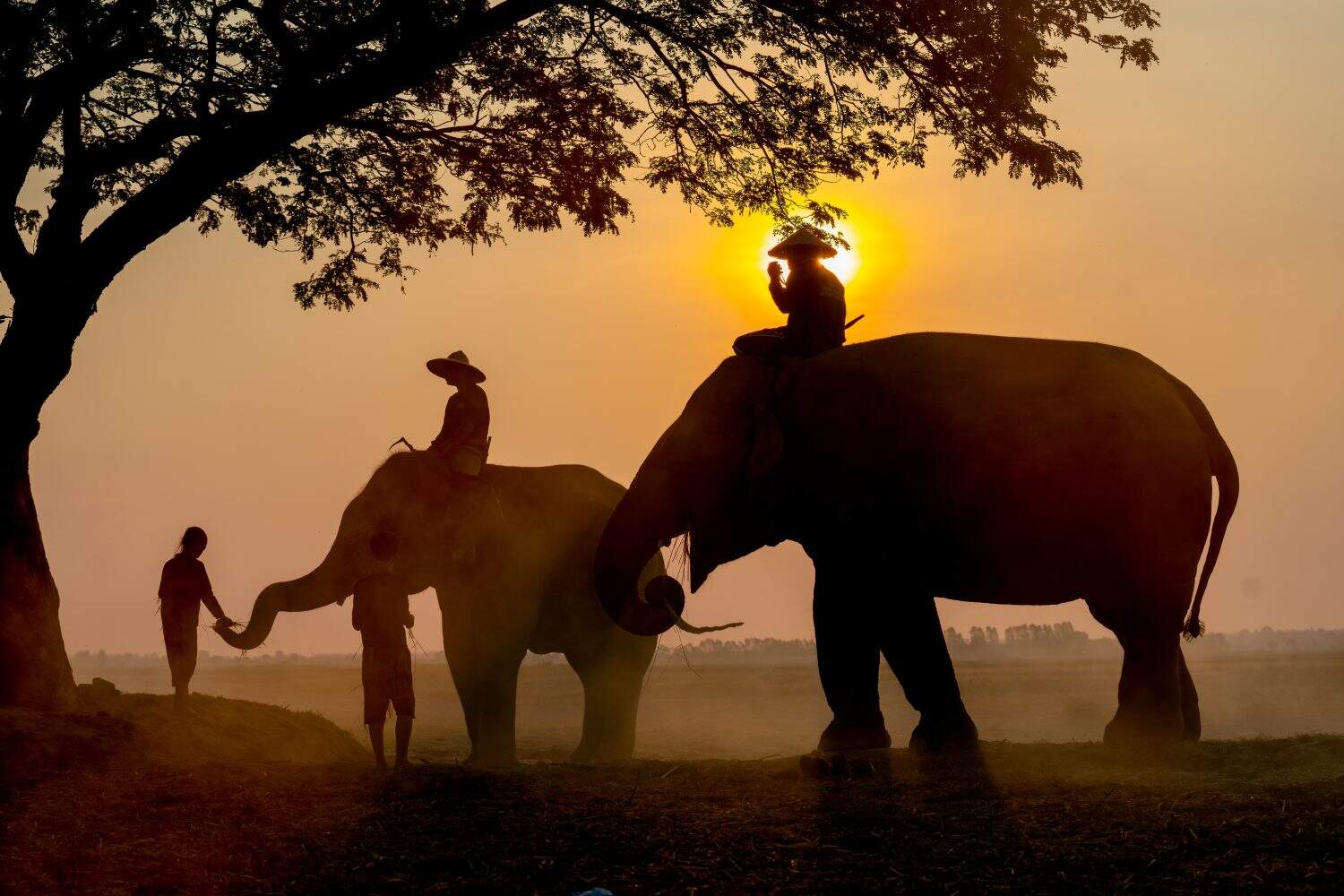 Silhouettte of little child give food to elephant that control by mahout and stay near big tree in rice field with soft light of sunrise in the morning.