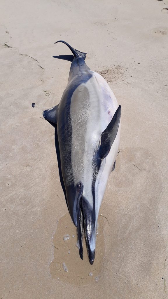A dead common dolphin lying on the sand
