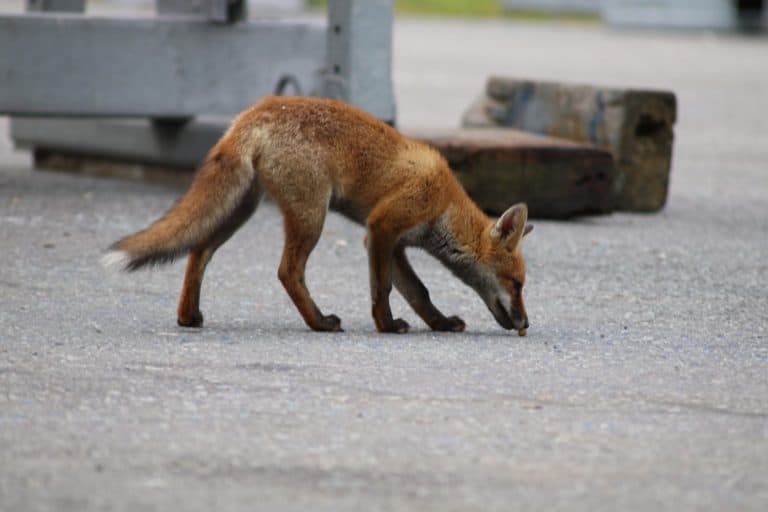 A Family of Red Foxes (Vulpes Vulpes) that befriended me whilst working on our Yacht on the Boat Yard Hard in the South of the United Kingdom.