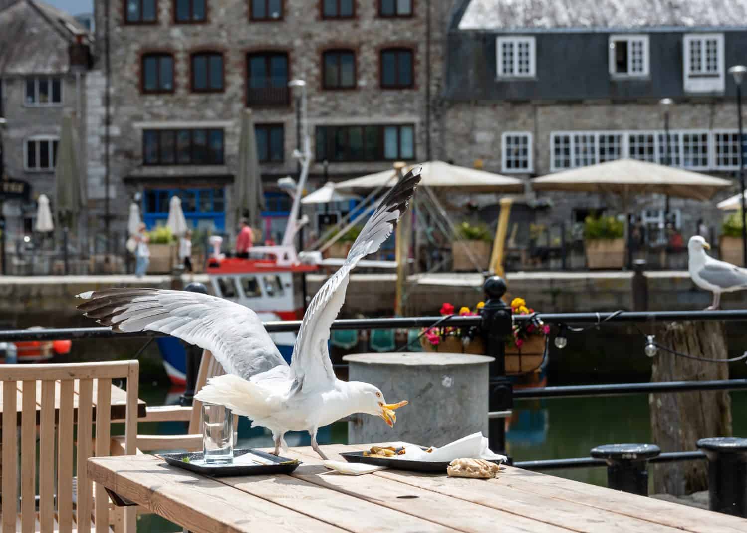 Seagull eating left over food from a table of outdoor café or pub, Plymouth, UK