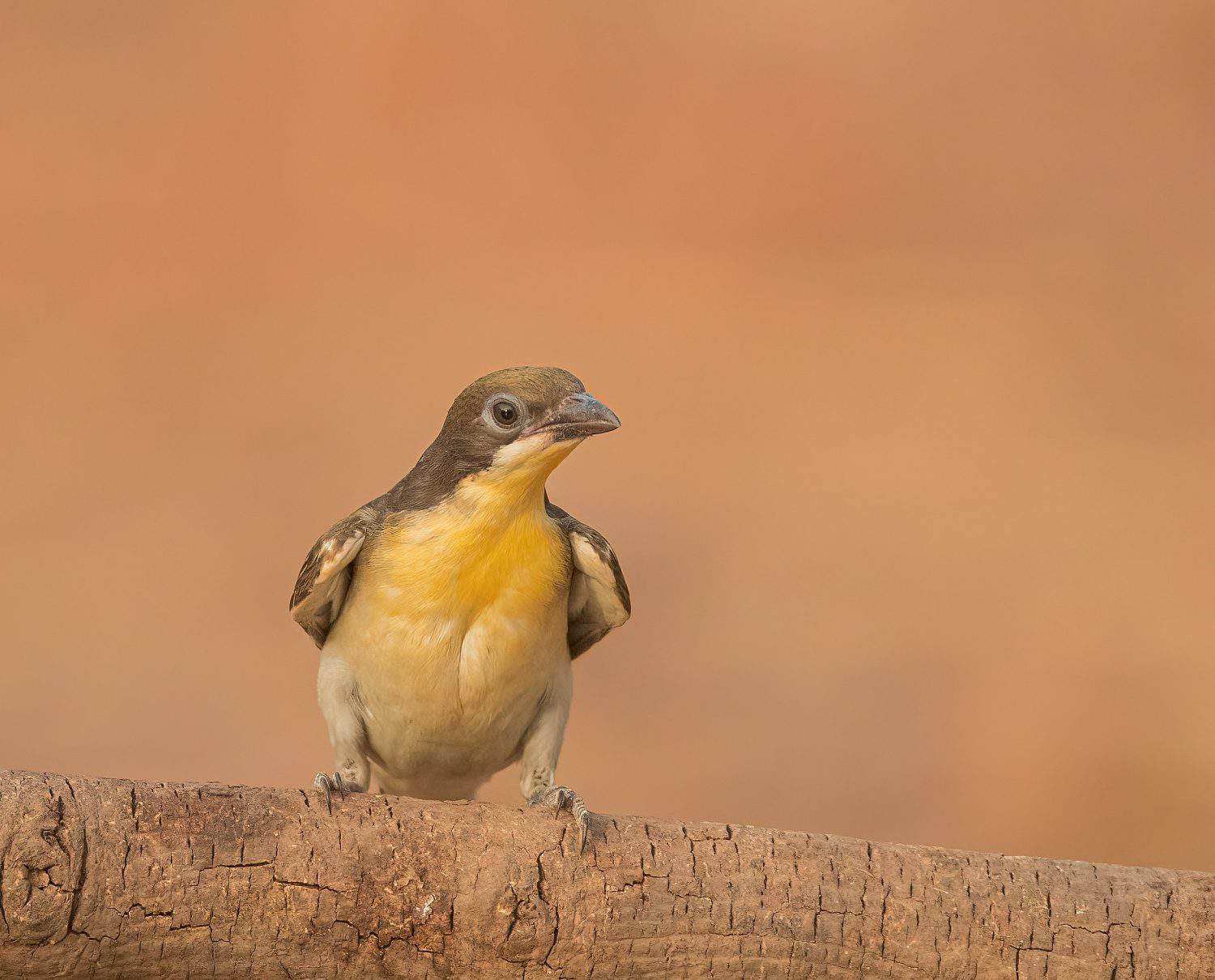 Greater honeyguide juvenile at eye level