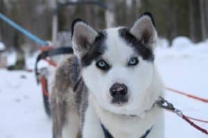 Alaskan husky sled dog in winter