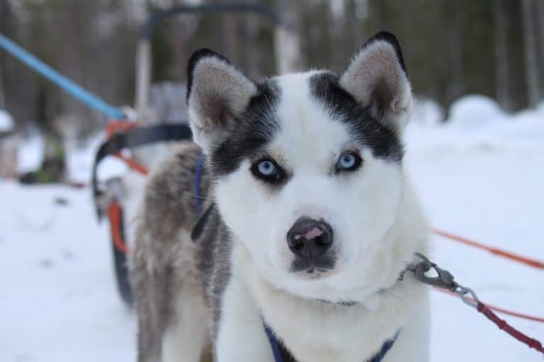 Alaskan Husky