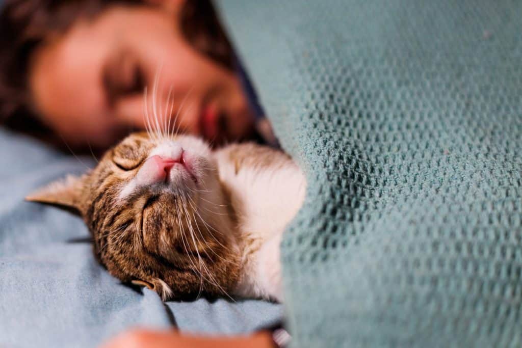 boy falls asleep and hugs his cat, who sleeps with him under the covers. children and pets. the cat sleeps with the baby. the child is getting ready for bed.