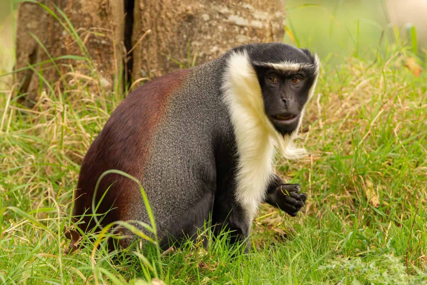 Roloway monkey sitting in the grass