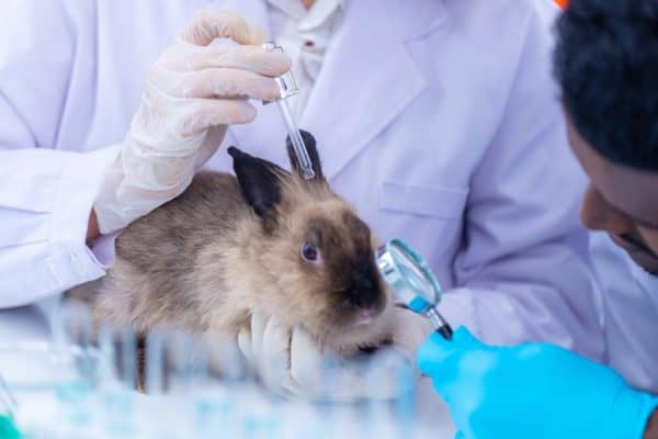 Colgate Animal Testing The Ethics and Reality of Animal Testing in Modern Medicine - A-Z Animals