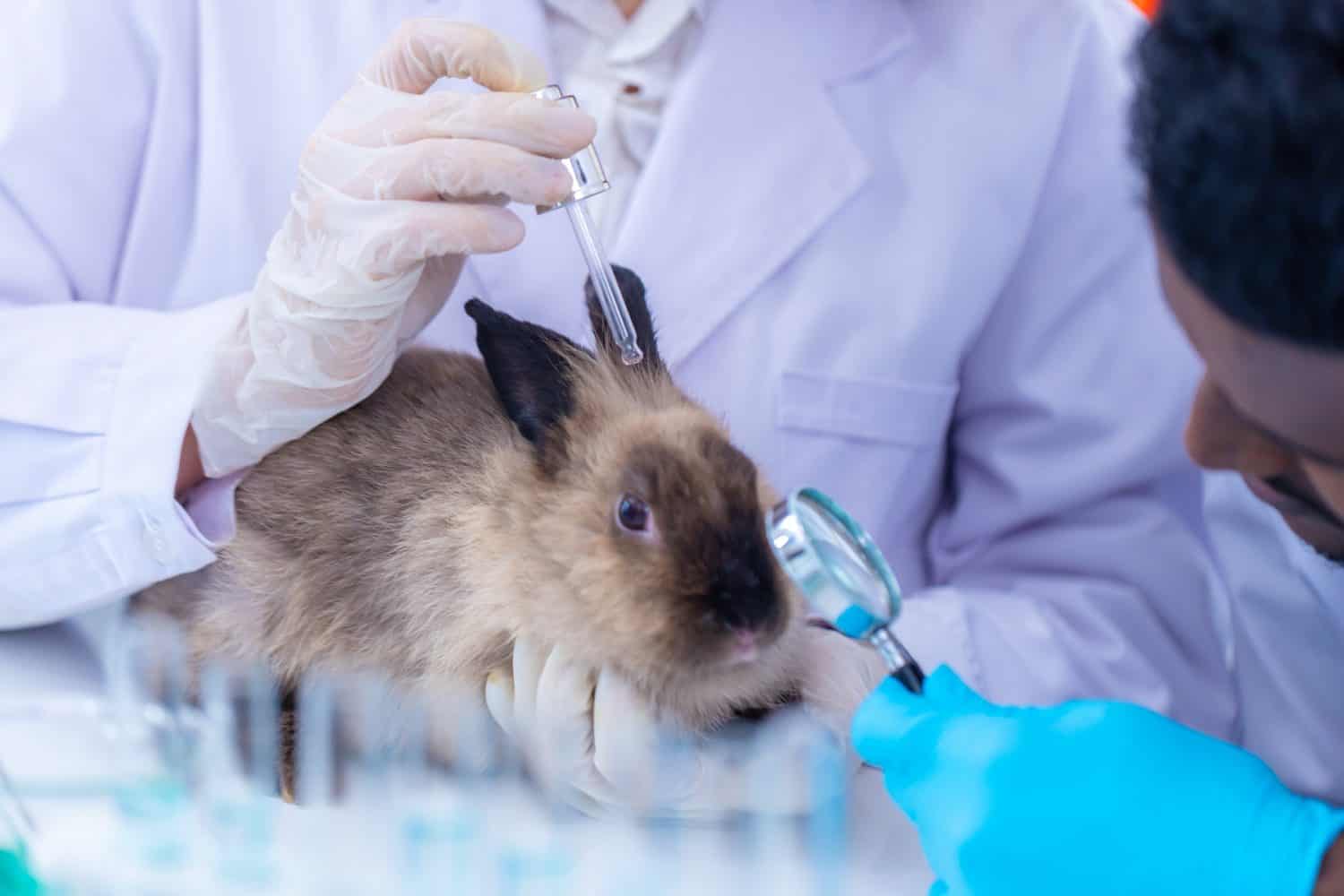 The Ethics and Reality of Animal Testing in Modern Medicine - A-Z Animals