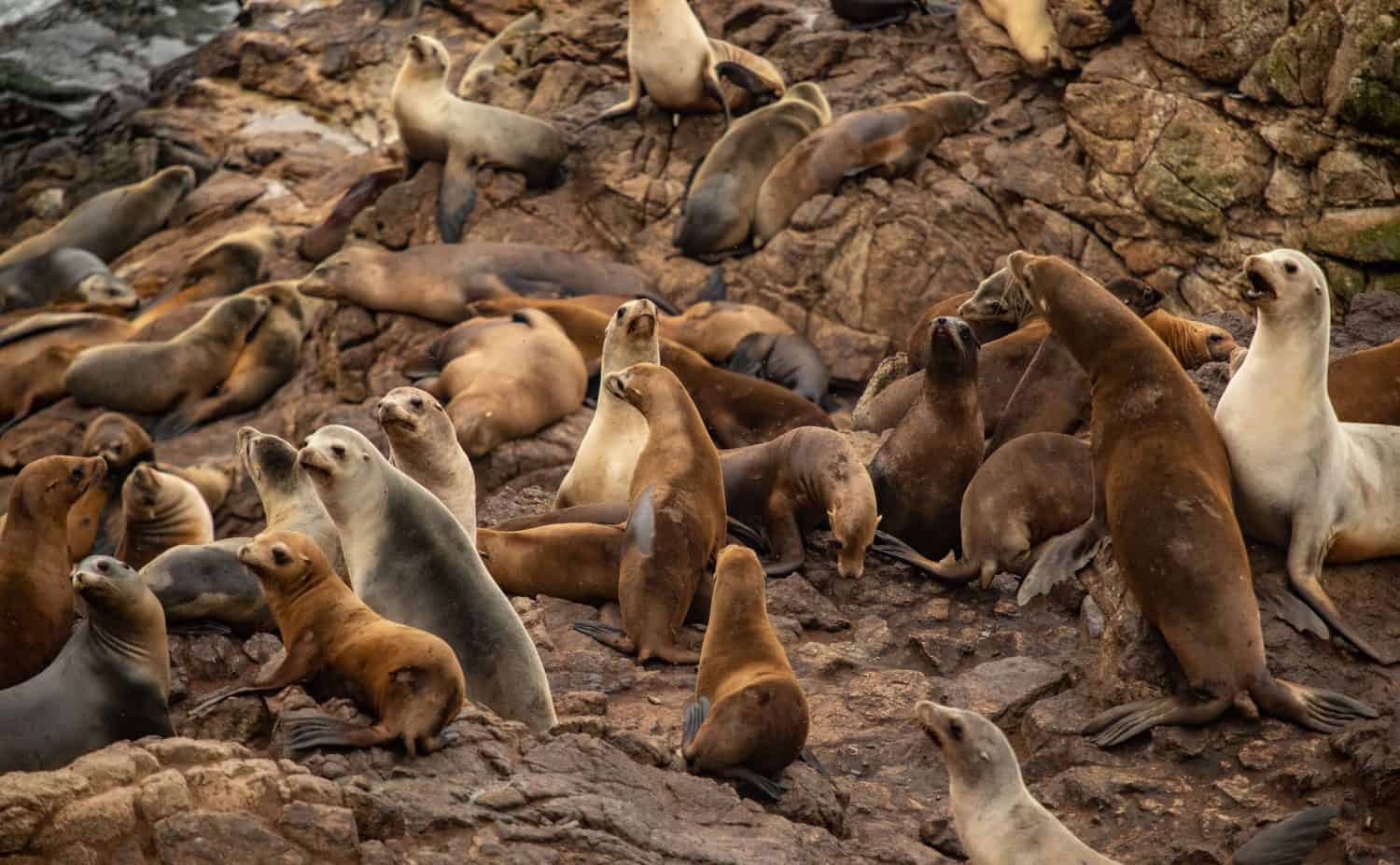 Farallon Islands, California USA - September 25 2019: 30 miles from San Francisco the Farallon Islands are home to thousands of sea birds, 5 species of seals and massive great white sharks. 