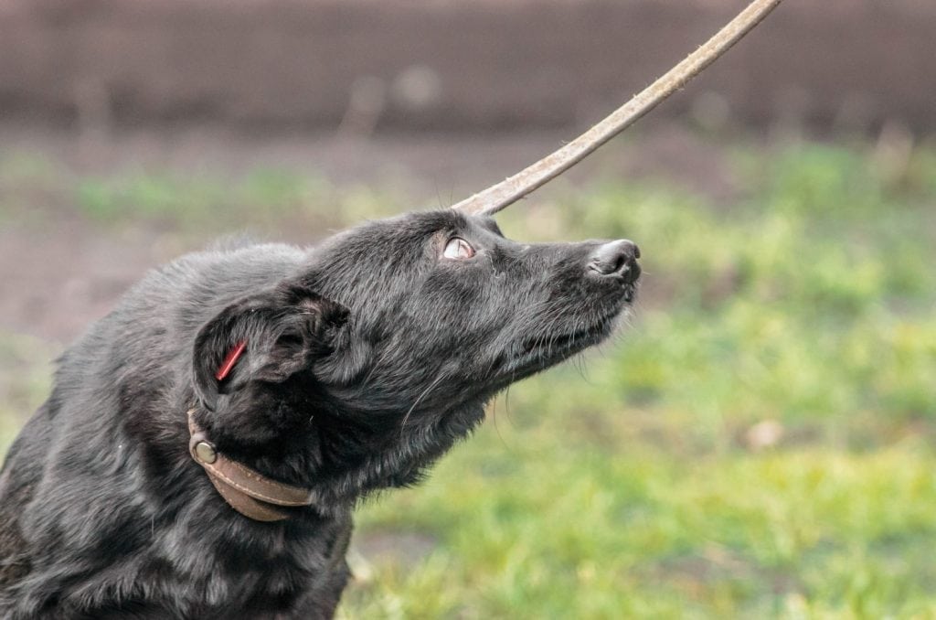 black mongrel dog on a leash looks imploringly up in fear
