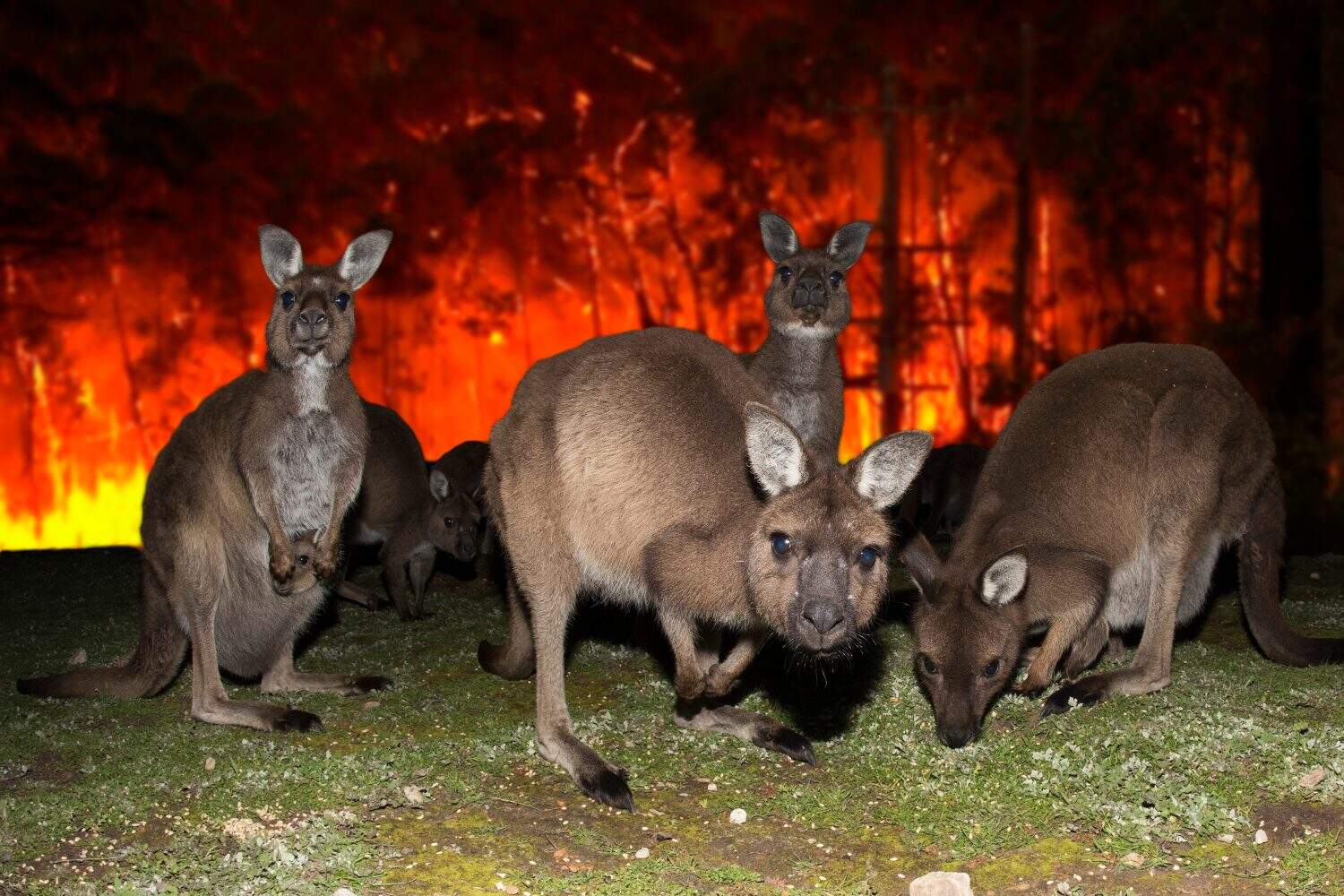 Kangaroo escaping from Australia bush fire devastation