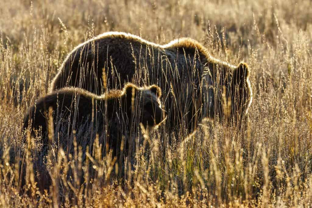 Inside California’s Massive Bear Population and the Places They Roam ...