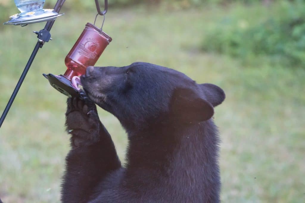 A close up photo of a black bear drinking from a hummingbird feeder.