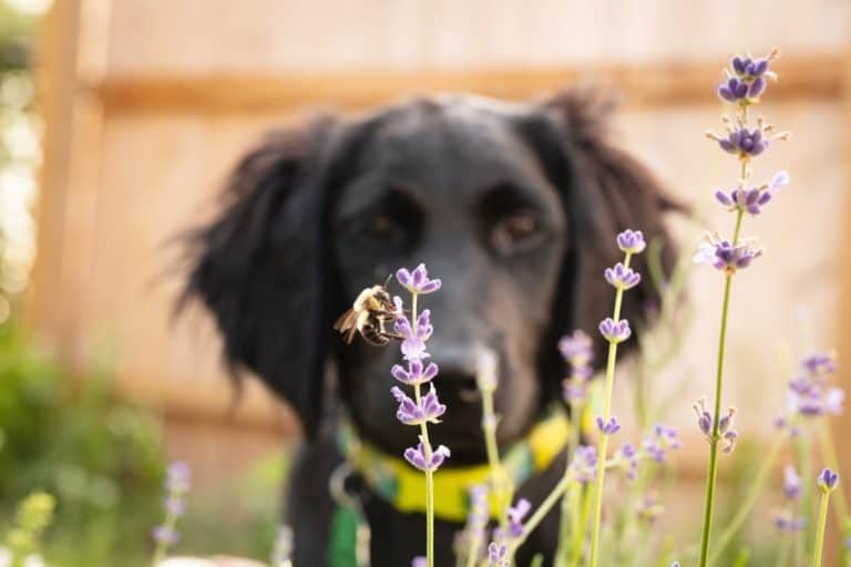 A black dog watches a bee on lavender with shallow depth-of-field, highlighting the flower and bee against a soft, sunlit garden background.