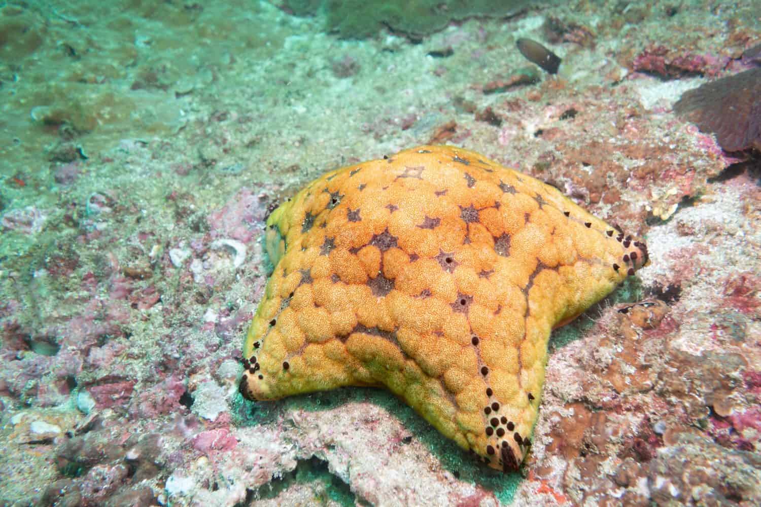Cushion Starfish on a coral wall off the coast of Musandam in Oman. 