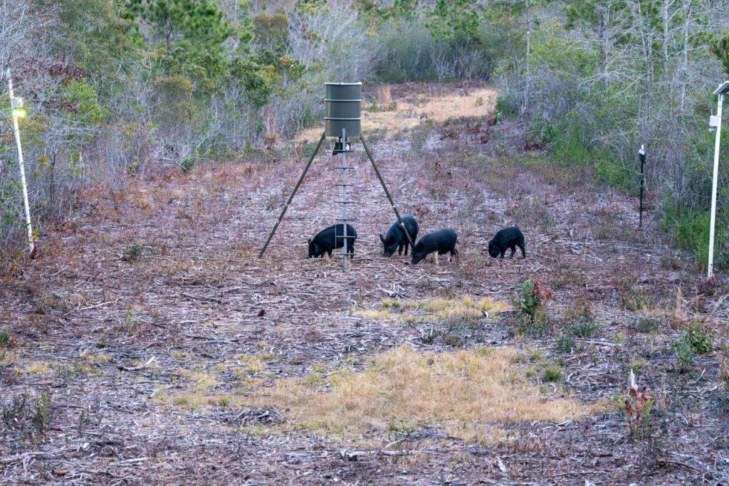 Wild Feral Hogs foraging at a game corn feeder at dusk. Wild hogs are an invasive species causing damage to property and other animals in Southeastern Texas.