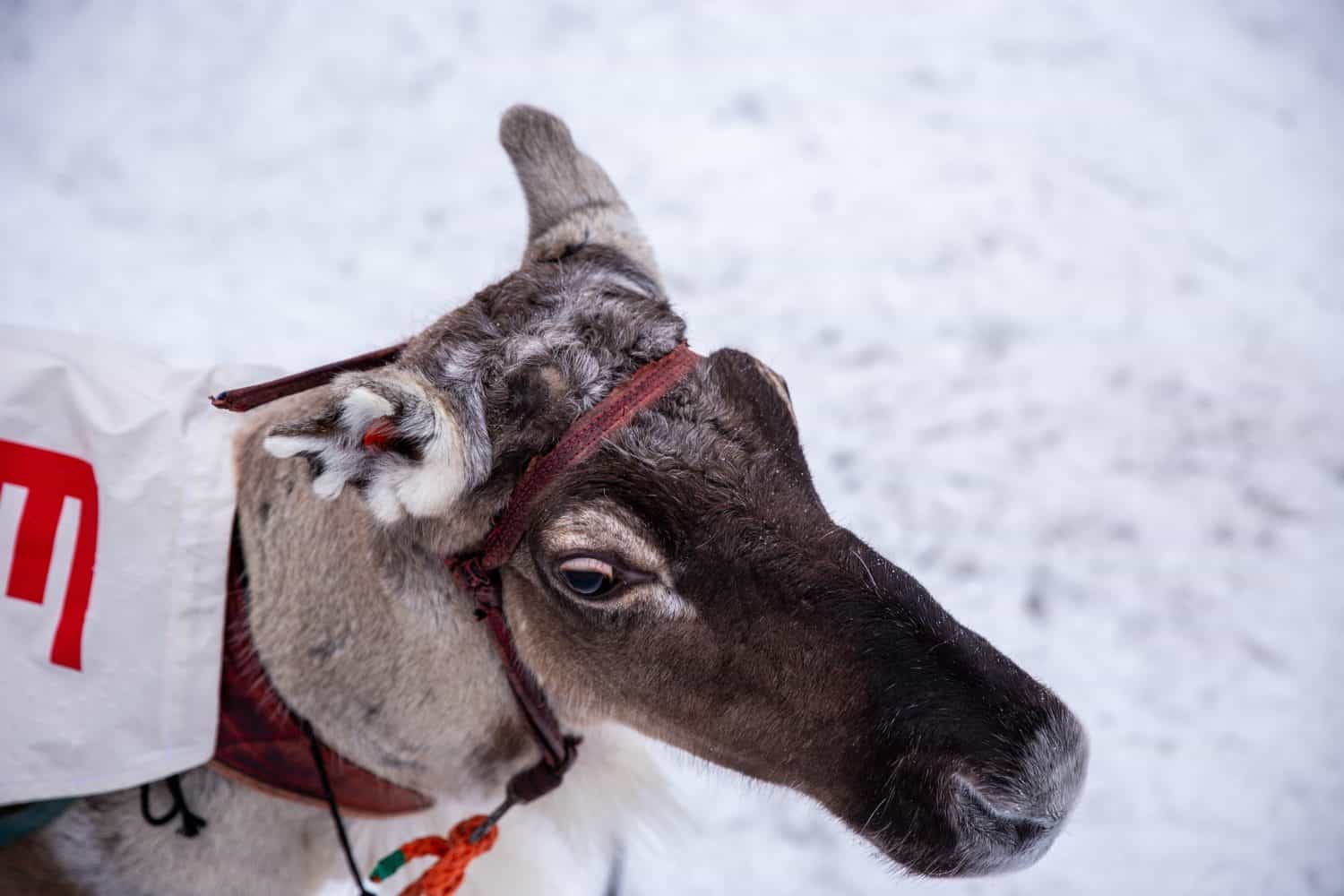 Reindeer Racing World championship Troms&oslash;