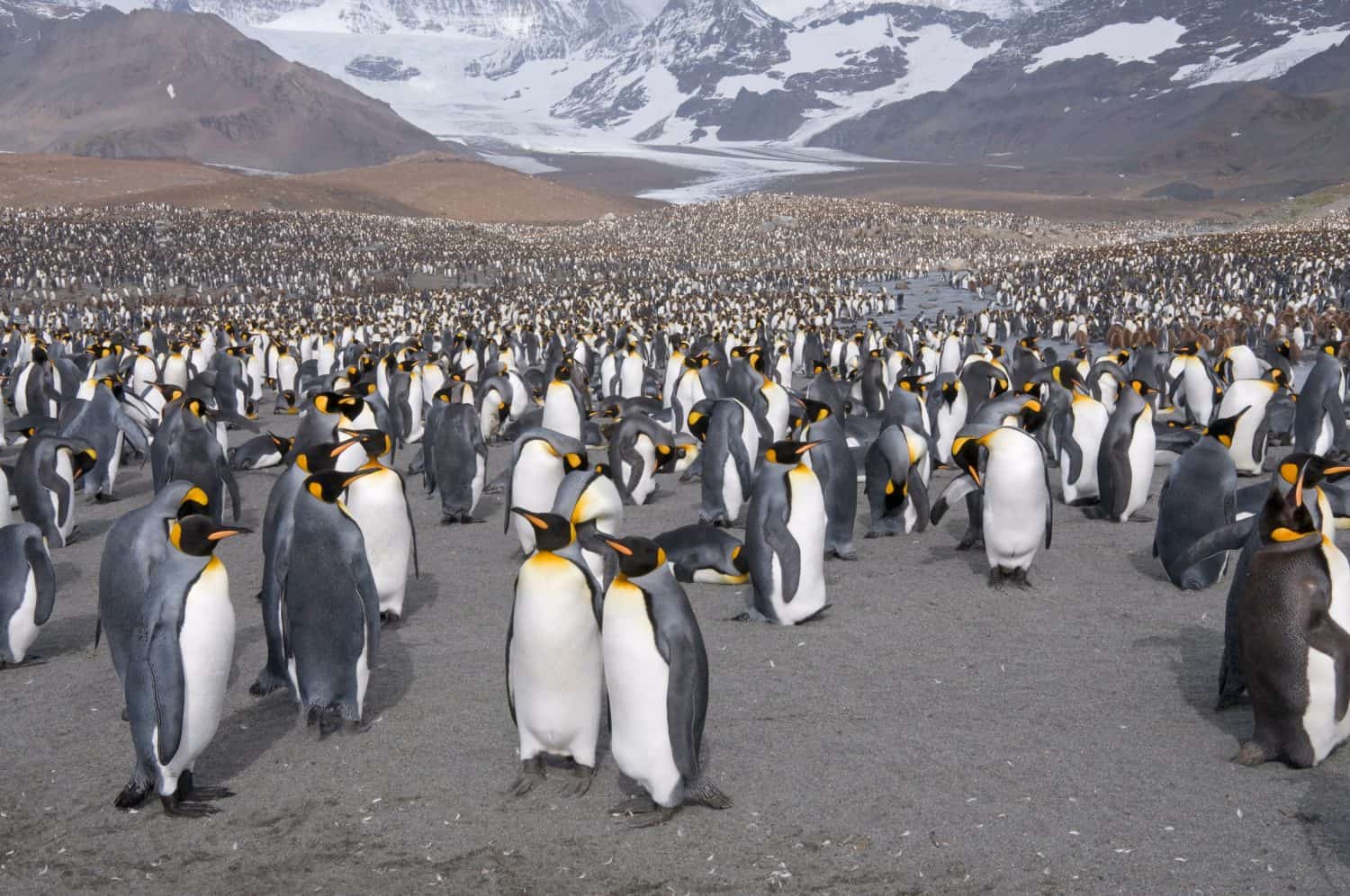 King penguins, st. andrews bay, south georgia, south atlantic