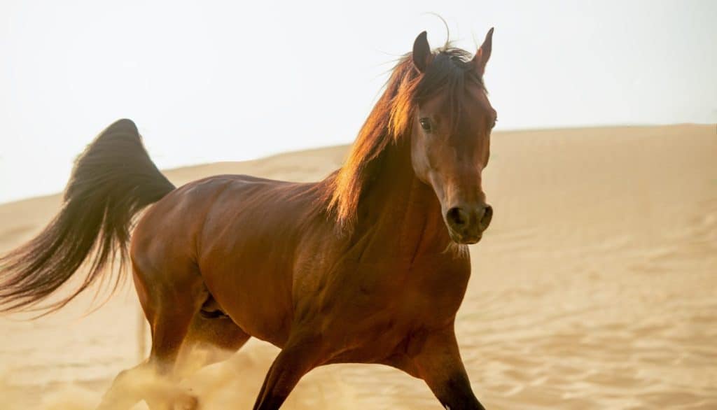 horse in the desert portrait. brown Arabian horse against the background of the desert