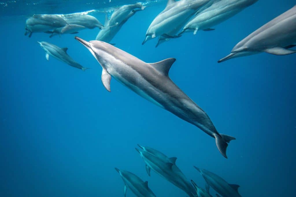 Maui Dolphins at Honolua Bay