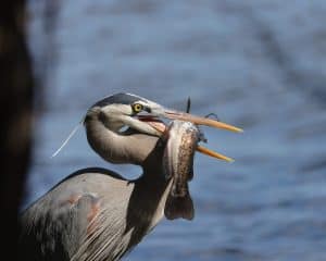 Great Blue Heron with its Fresh Fish Catch