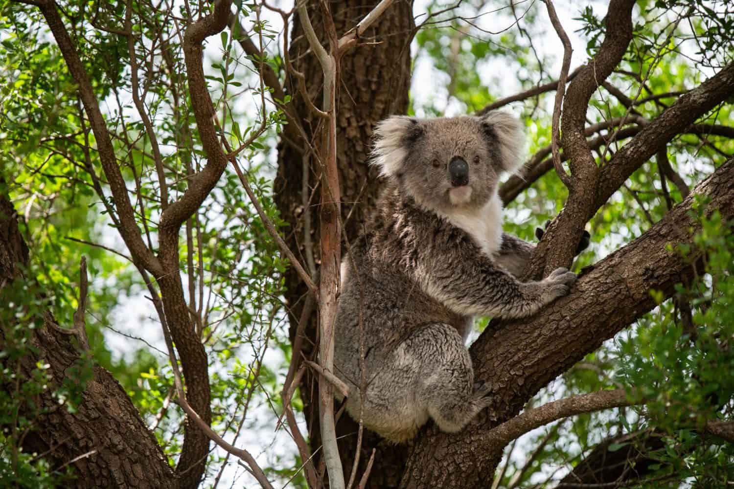 Wild koala in a gum tree in Australia. Native Australian animal close up