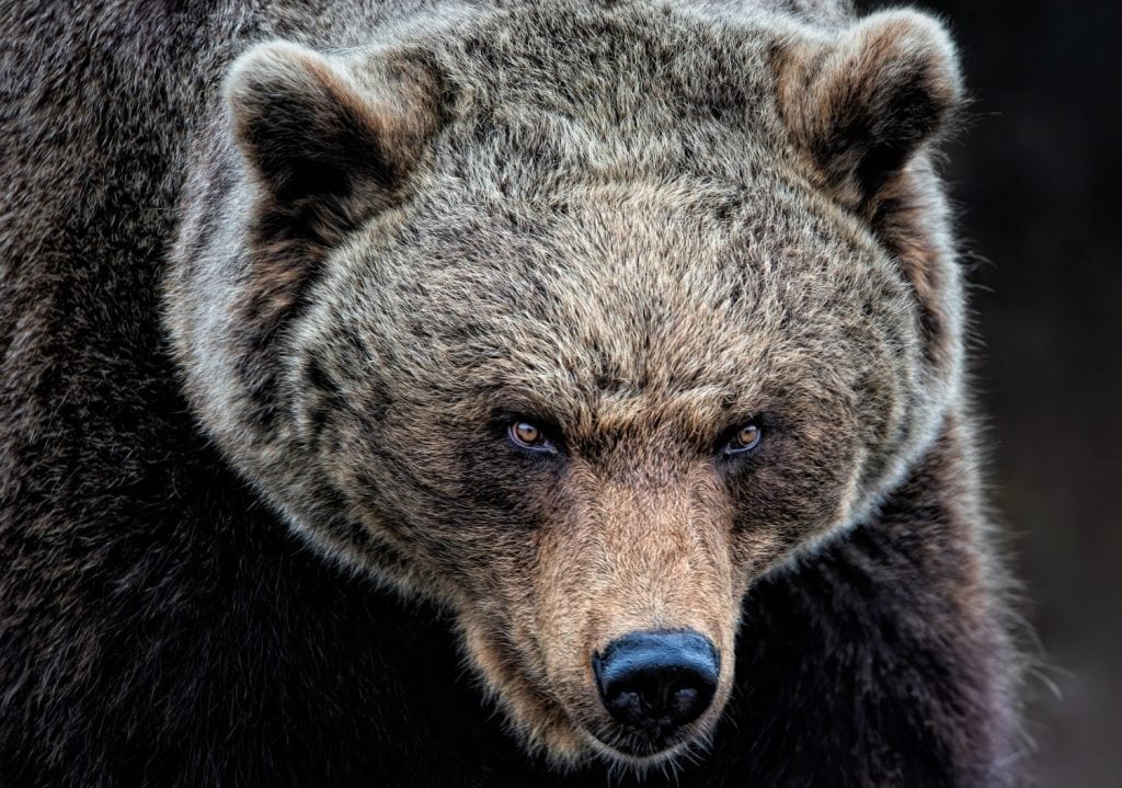 A close up of a female Brown Bear (Grizzly)