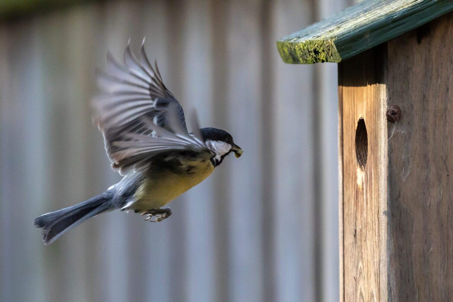 Flying Great tit arriving at a nestbox to feed young