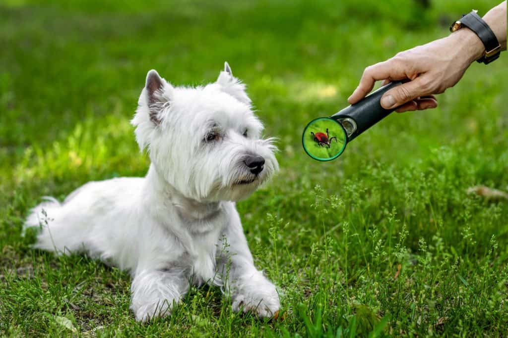 A West Highland White Terrier on a walk in the yard being attacked by dangerous encephalitis ticks. A hand with a magnifying glass shows the tick in an enlarged view.