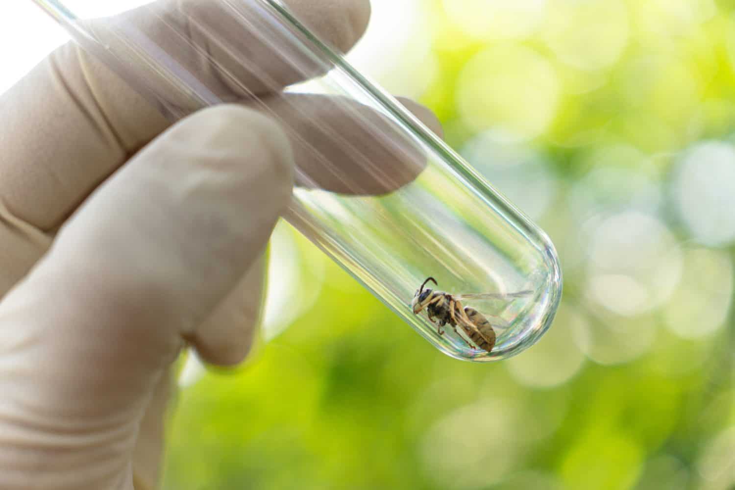 Wasp close-up The wasp was taken with tweezers on a honeycomb during scientific research. a dead wasp in a glass tube in the hands of a scientist