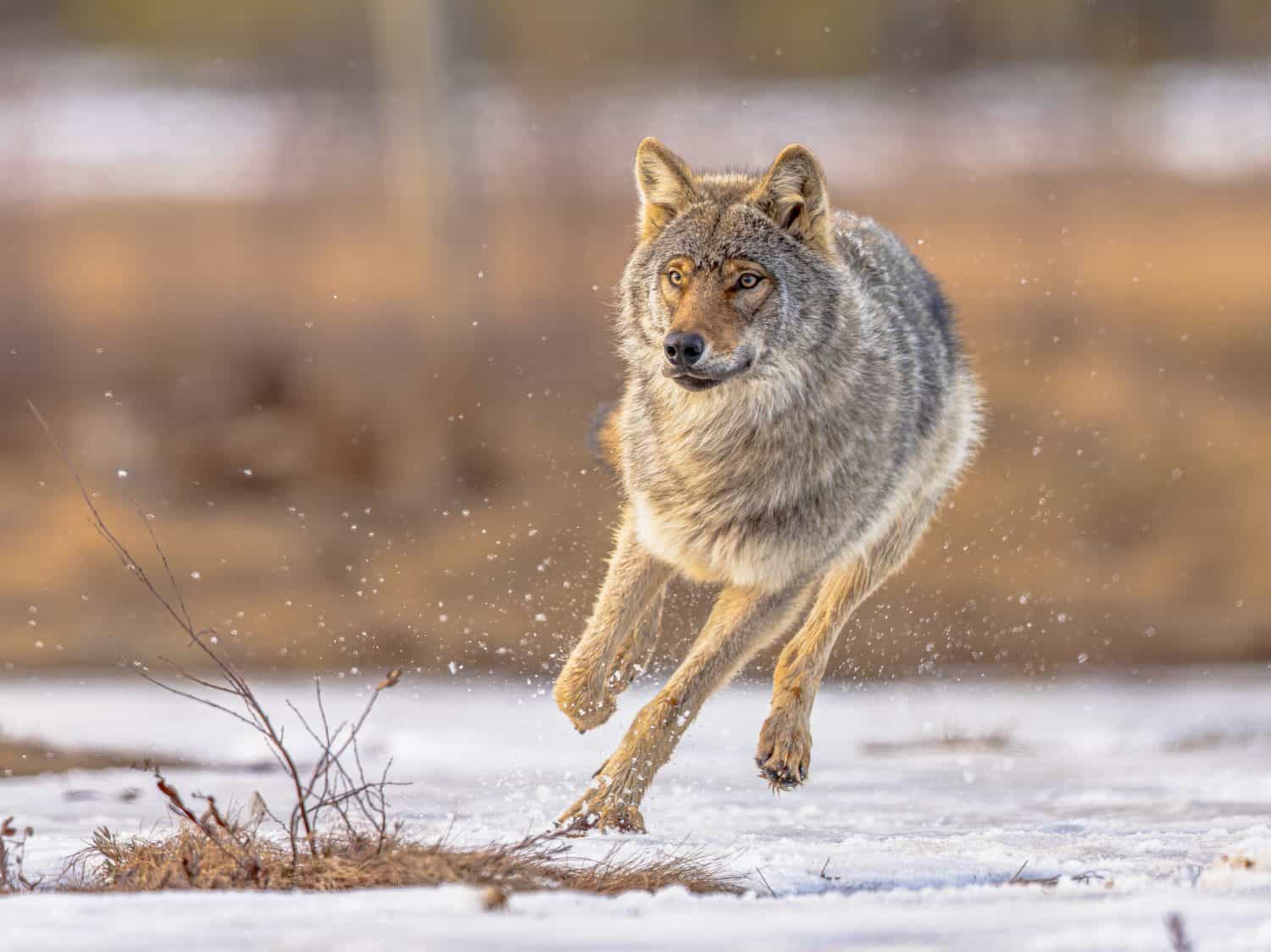 Eurasian wolf (Canis lupus lupus), also known as the common wolf, is a subspecies of grey wolf native to Europe and Asia. It was once widespread throughout Eurasia prior to the Middle Ages. 