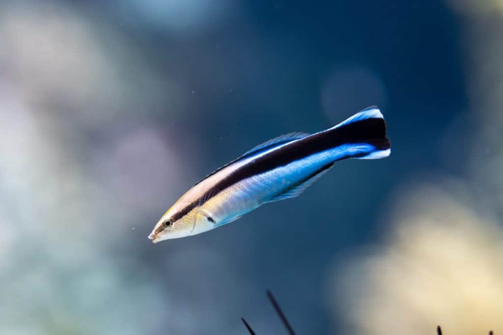 Bluestreak Cleaner Wrasse (Labroides Dimidiatus) Fish Marine Life