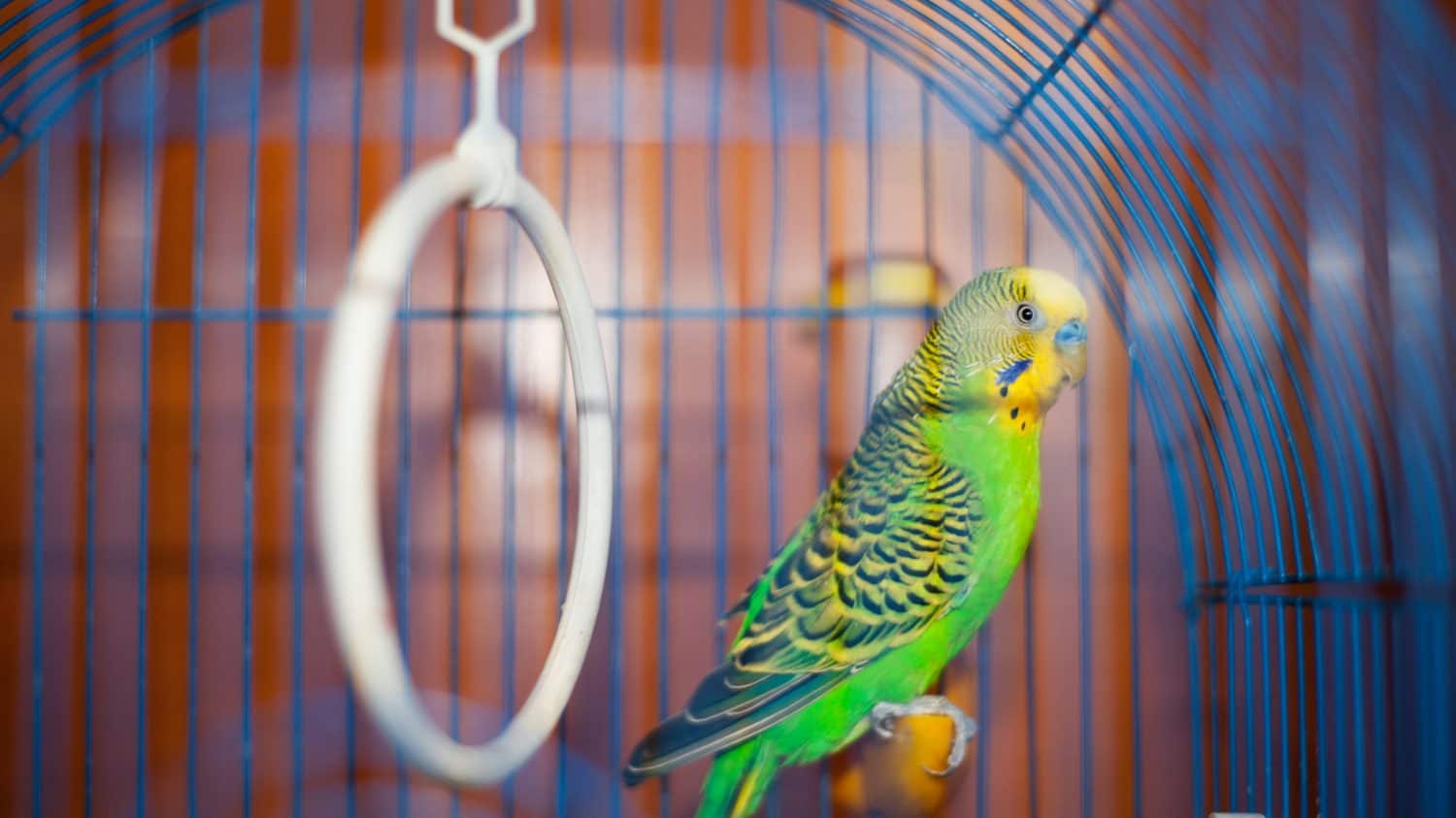 Budgie. Parrot. Green budgerigar sits in a cage. Domestic bird. Budgerigar in a birdcage. yellow-green color of feathers, focus, close-up. small domestic bird. beak of a parrot.