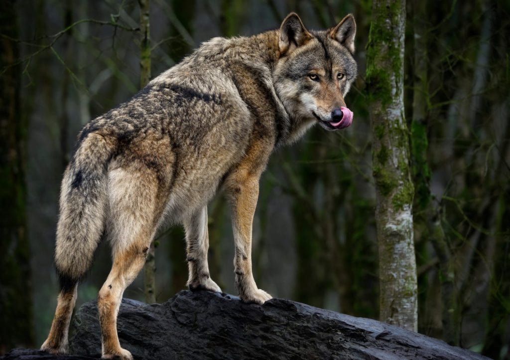 A close up of a Grey Wolf (Gray Wolf)