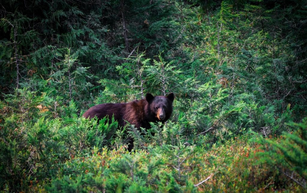 Black Bear in Forest Underbrush, Banff National Park, Canada