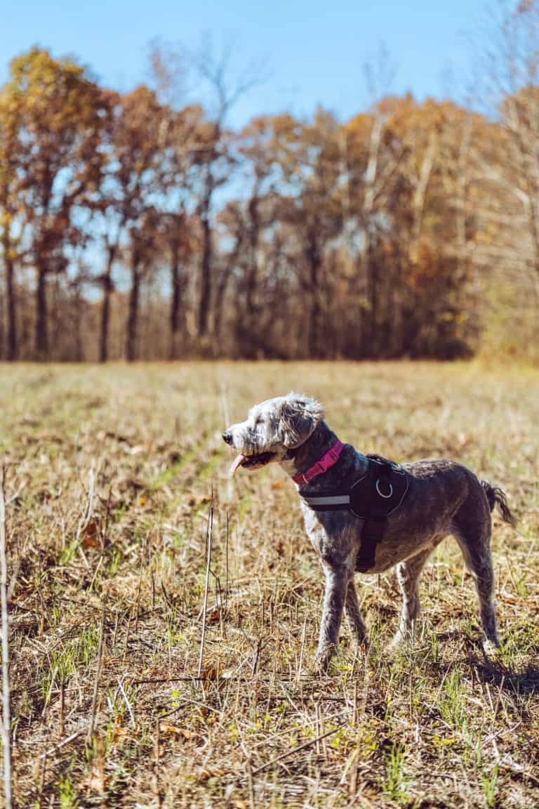 Boxer-doodle looking away from camera while standing in a farm field in autumn.