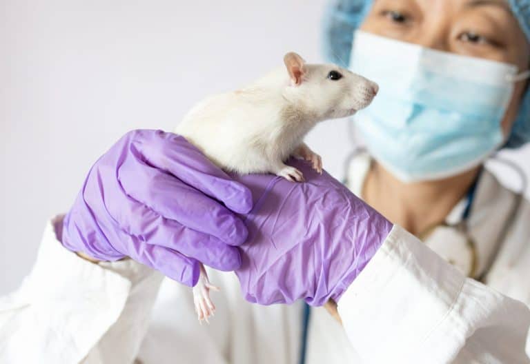 A small white laboratory mouse in the hand of a scientist in a blue rubber glove. Woman puts experiments on a laboratory mouse.