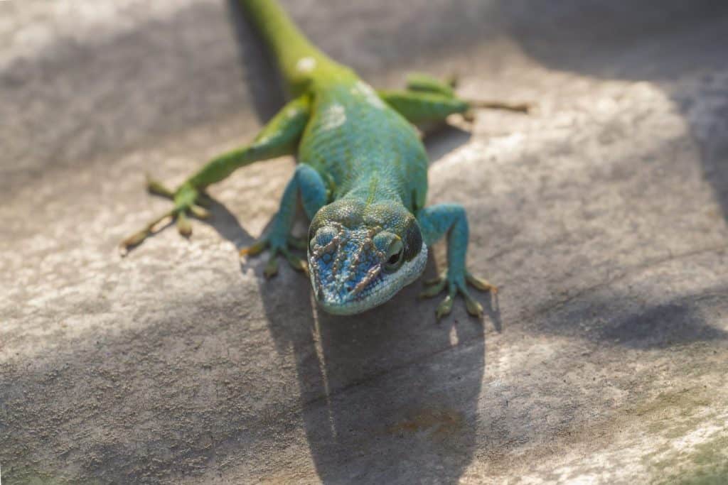 a closeup of a Knight Anole reptile, Anolis equestris