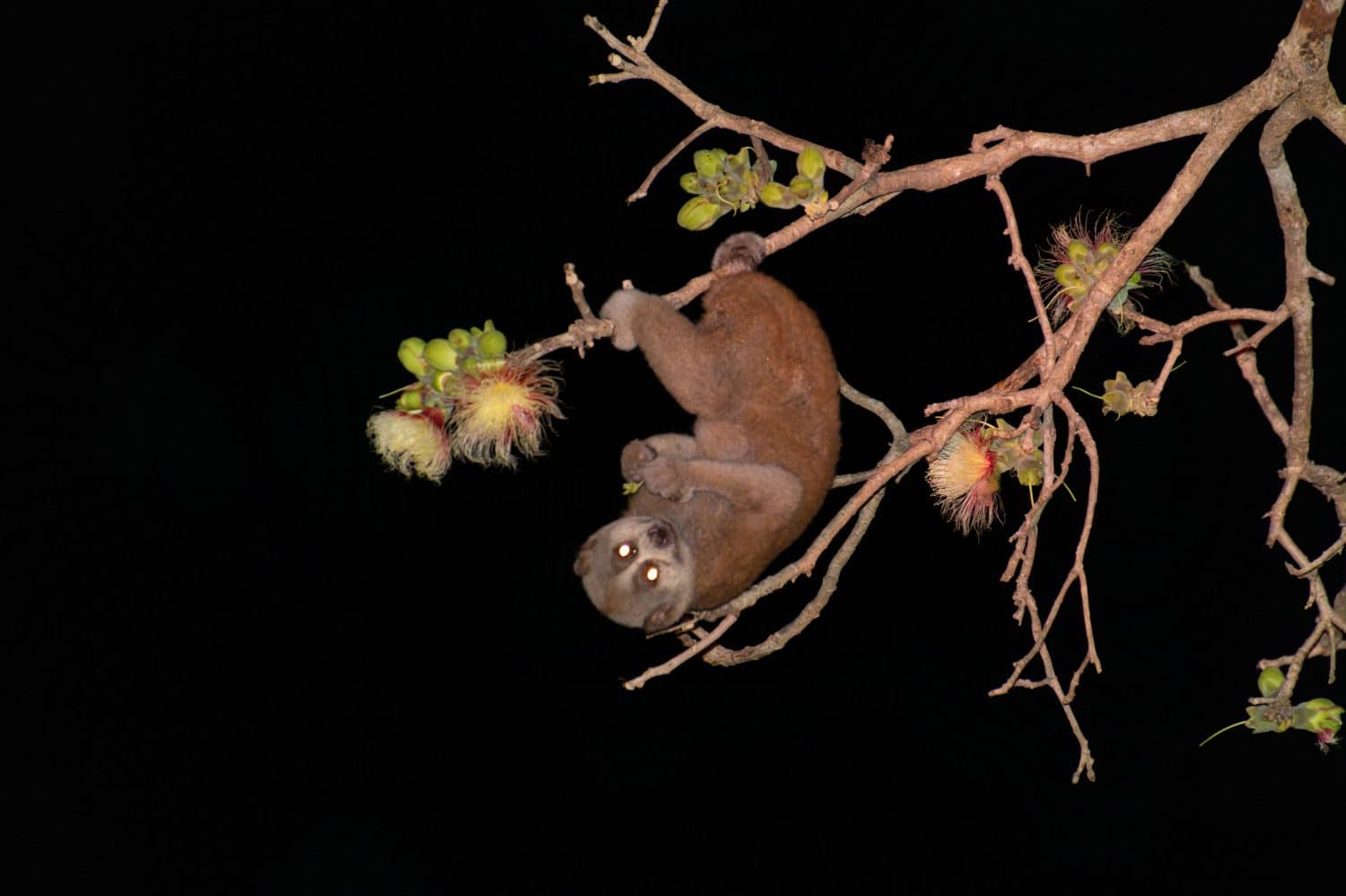 Bengal slow loris (Nycticebus bengalensis)