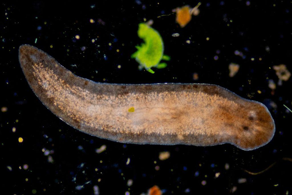 Planarian parasite (flatworm) under microscope view.
